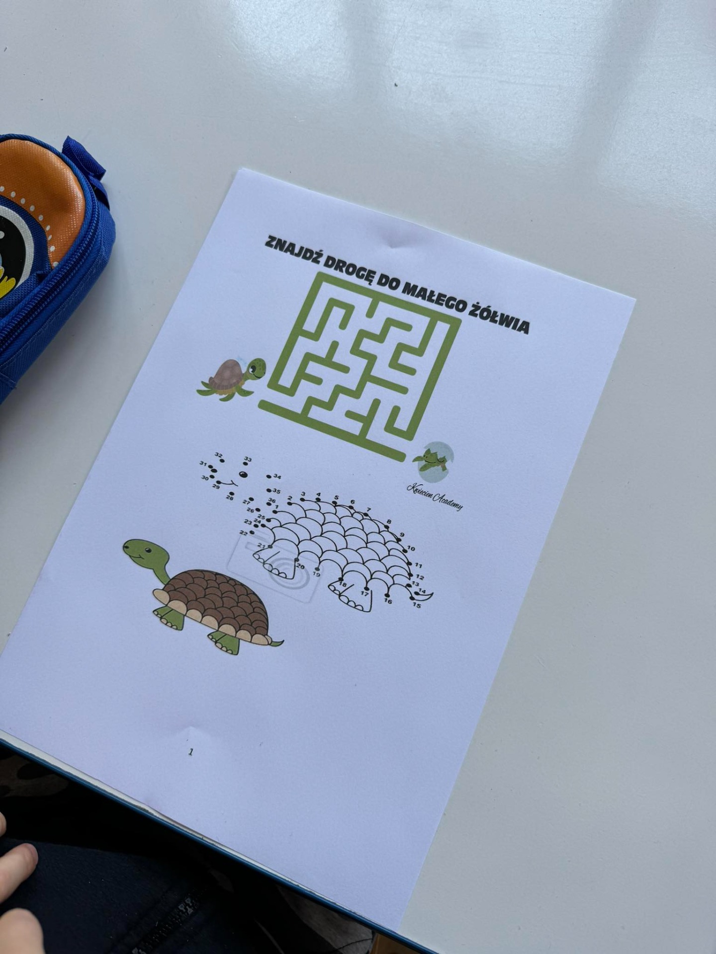 Zajęcia o żółwiach w zerówce  - Obrazek 1