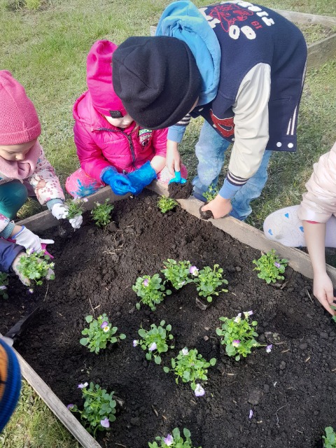 Dzieci z przedszkola zakładają kwiatowy ogródek ⚘️🌻🌹🌺 - Obrazek 2