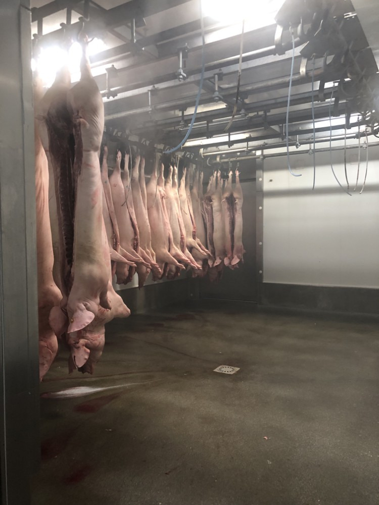 Wycieczka przedmiotowa weterynarzy do ubojni bydła i świń - Obrazek 5