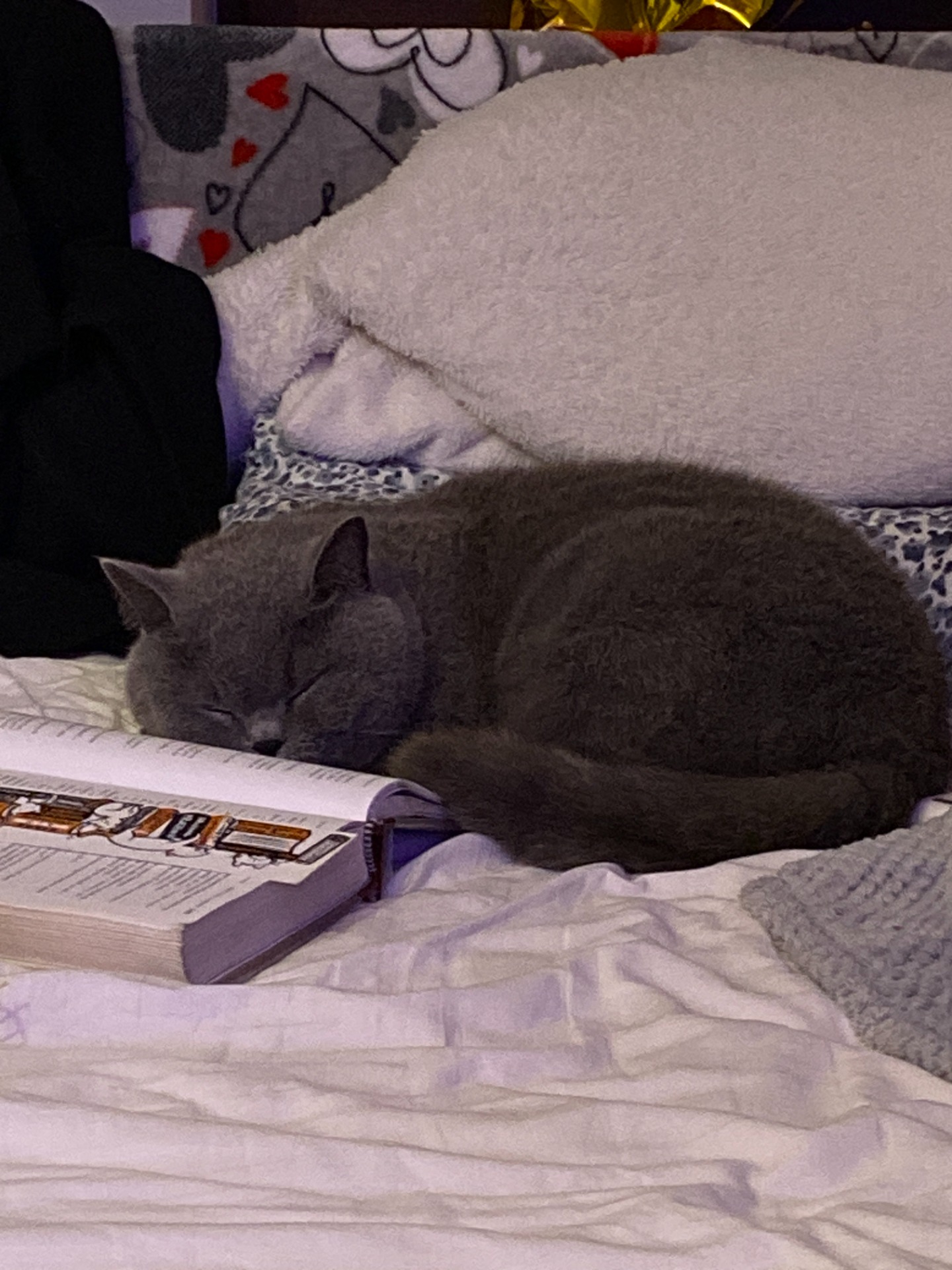 Kot śpi obok książki