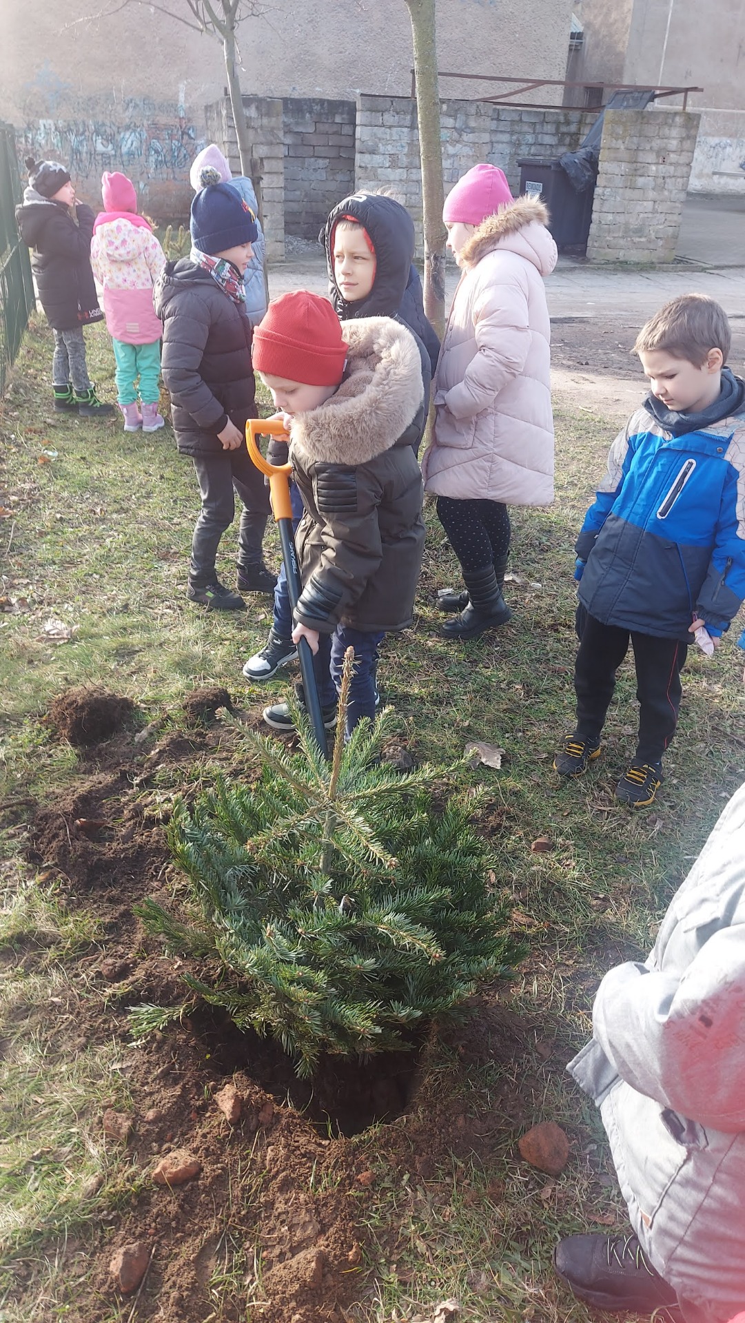 Drugie życie świątecznego drzewka - uczniowie klasy I c sadzią jodłę w naszym ogródku.