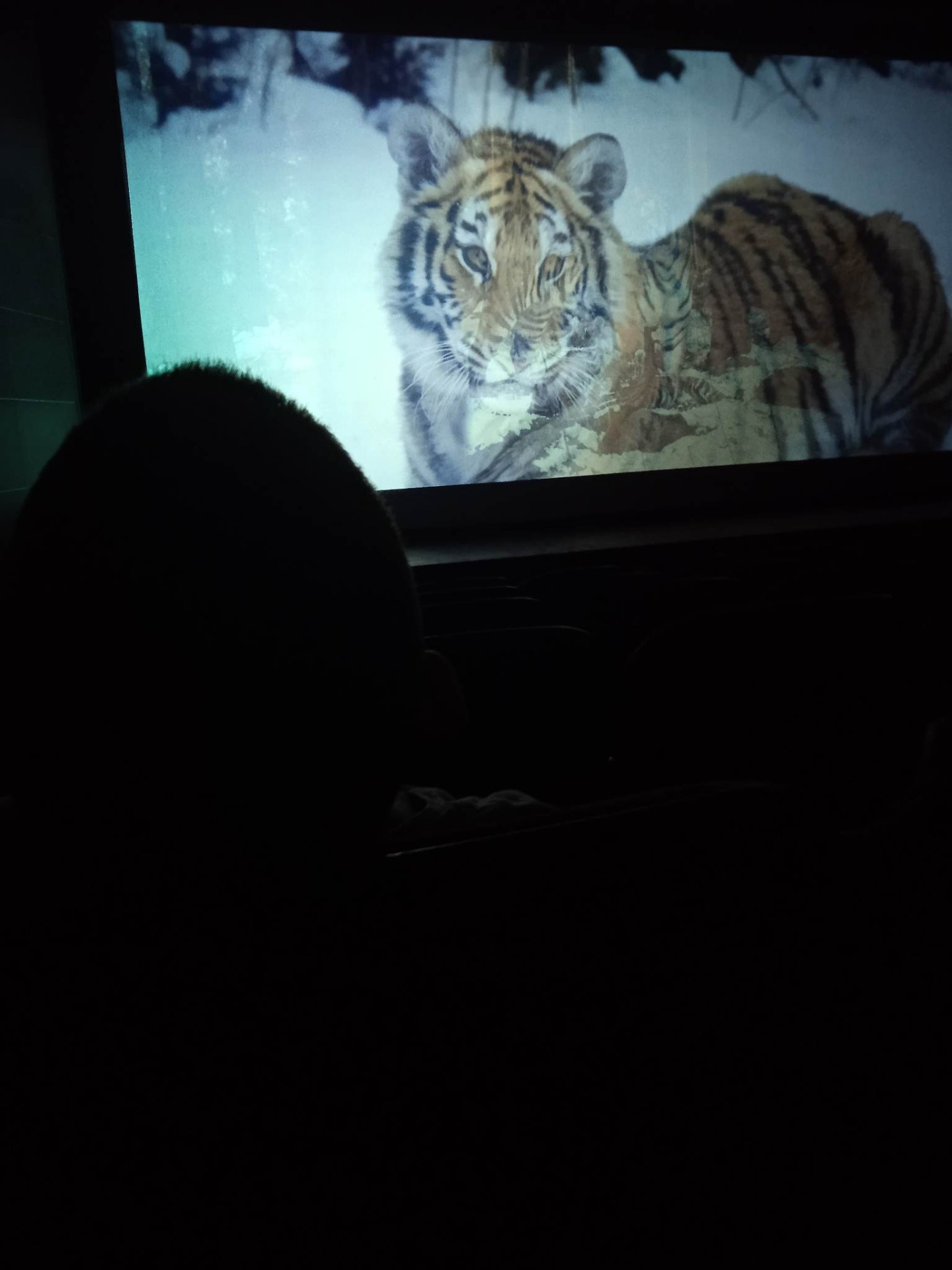 Wiosenny wyjazd do kina na film " Pimi  z krainy tygrysów" - Obrazek 6
