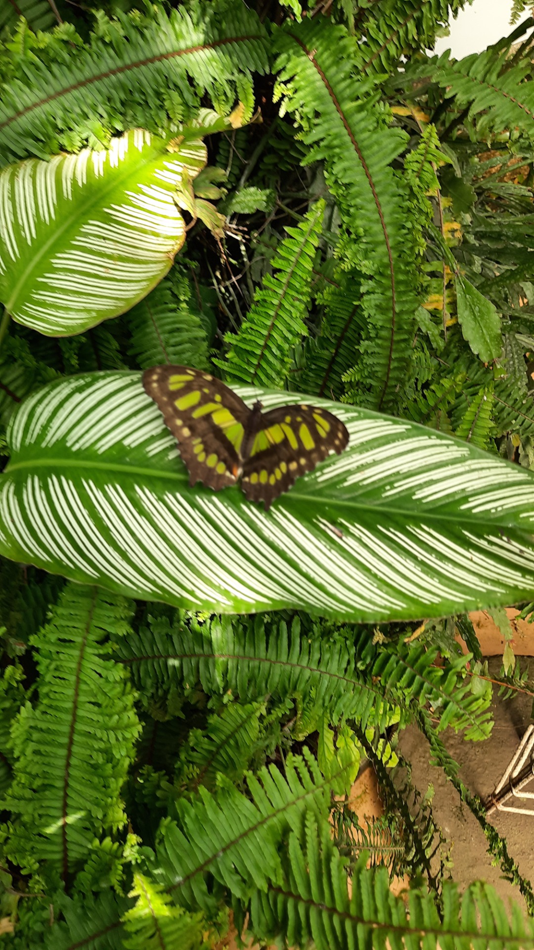 Motýle exotických trópov  - Obrázok 6