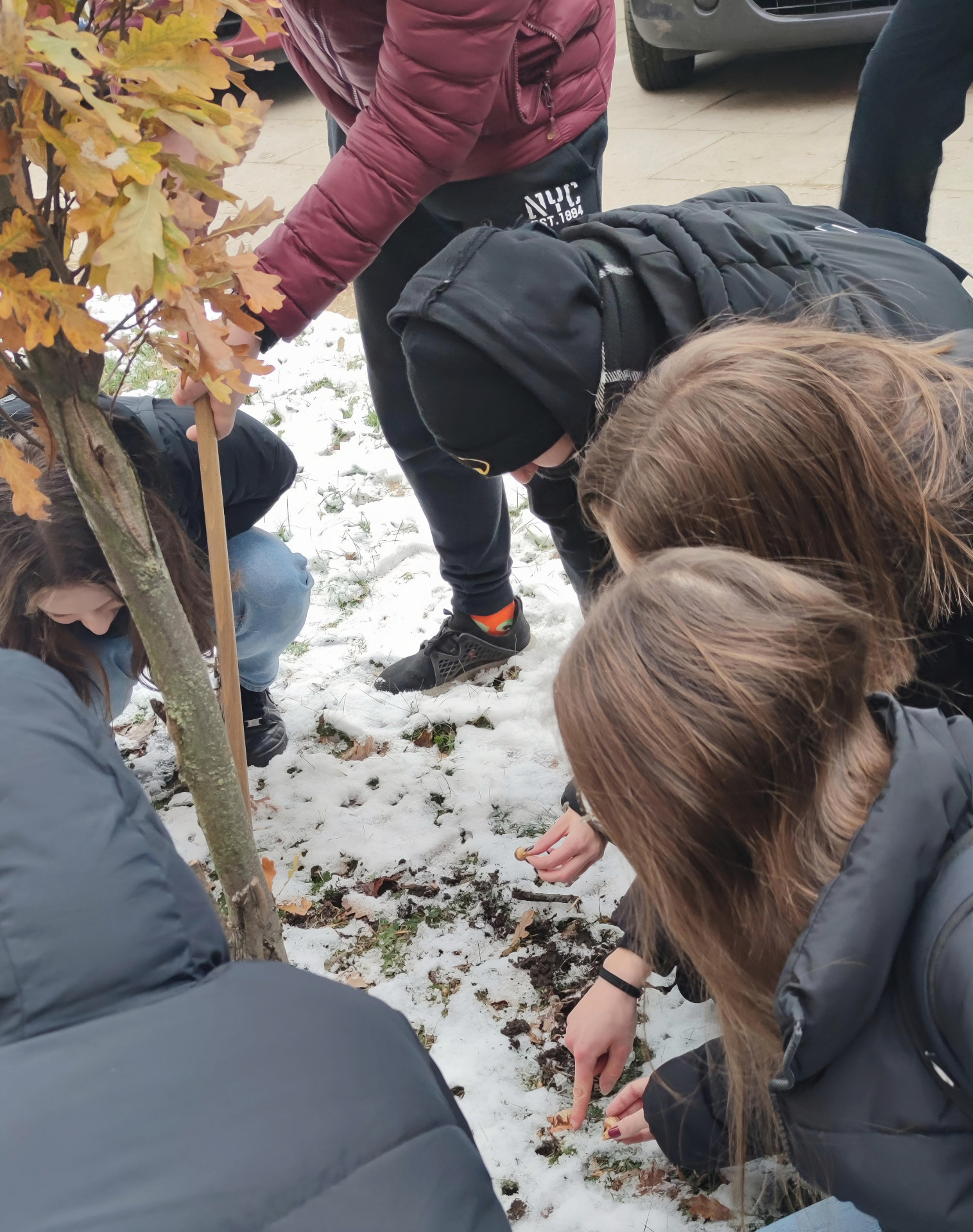 uczniowie sadzą cebulki krokusów