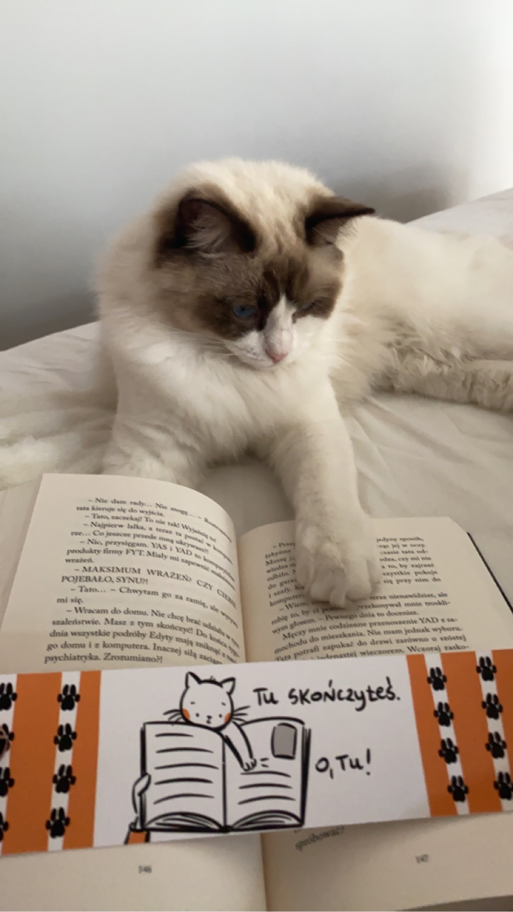 Kot łapką przytrzymuje kartki książki.